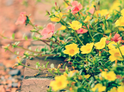 В Ростовской области УФАС во второй раз отменило закупку на благоустройство сквера