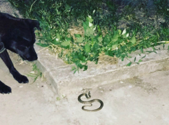 Появившийся «не в том месте» загадочный змей напугал жильцов многоэтажки Ростова