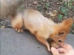 Маленькие резвые белки развлекали посетителей парка и получали от них лакомства