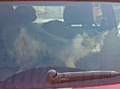 Заметавшиеся в запертой иномарке коты вызвали беспокойство жителей Ростова