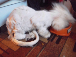 В Ростове хозяева отказались от персидского кота из-за обмороженных лап и резаной раны