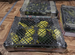 Свободу попугаям: под Ростовом задержали контрабандистов, пытавшихся провезти декоративных птиц 