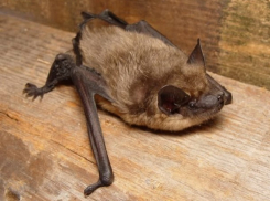 Девушка вырвала редкую летучую мышь из кошачьей пасти в Ростове