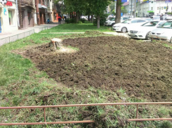 «Экзотические» лысые пеньки «украсили» уличные ландшафты Ростова и рассмешили горожан