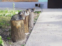 Коты заменили ростовских консьержек в подъездах 