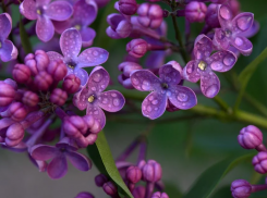 Более 70 сортов сирени высадят в Ботаническом саду Ростова к его 100-летию