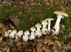 В Ростовской области от отравления бледной поганкой скончались три человека