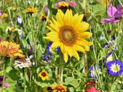 Лунный календарь садовода и огородника с 9 по 15 августа