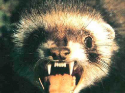  В Ростовской области на мужчину напал бешеный хорек