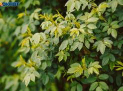 Дожди с грозой и шквалистым ветром ожидаются в конце рабочей недели в Ростове