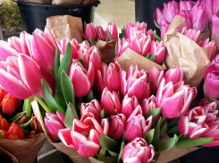 В Ростове стоимость одного тюльпана к 8 марта вырастет до 200 рублей