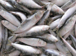 Рыбу неизвестного происхождения нашли в детсадовской столовой в Аксае