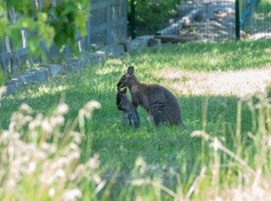 Малыши-кенгуру стали выходить в открытый вольер ростовского зоопарка