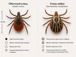 В Ростовской области нашли гигантских клещей-«зебр», которые охотятся на людей