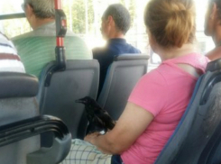 Черный ворон прокатился на коленях ростовчанки в общественном транспорте