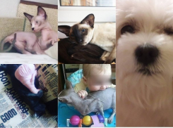 Топ-5 четвероногих антидепрессантов Ростова собрал «Блокнот» в пятницу