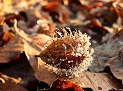 Резкие и злые заморозки надвигаются на Ростовскую область
