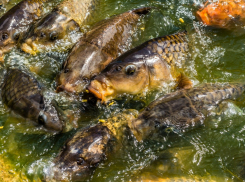 Прудовую рыбу из Ростова активно скупают в Донецк и Луганск