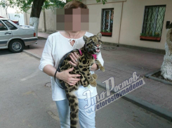 «Гламурная» прогулка опасного «клыкастого» зверя по улицам Ростова возмутила горожан