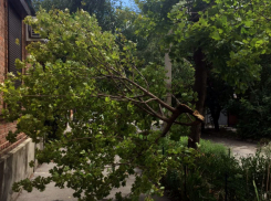 Обрушившиеся из-за шторма ветки деревьев угрожают линиям электропередач в Ростове