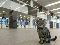 Ростовский аэропорт «Платов» назвал самые популярные авиарейсы