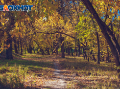 1,3 тысячи гектаров лесов восстановили на Дону за 113 млн рублей