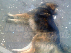 Умирающие в агонии бездомные собаки на улице Ростова шокировали горожан