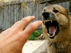 Бездомная собака порвала пнувшего ее пьяного прохожего в Ростове