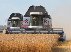 В Ростовской области сильные дожди отрицательно повлияли на качество пшеницы