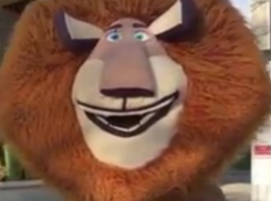 Зажигательный и безбашенный танец рыжего льва Алекса попал на видео в Ростове-на-Дону