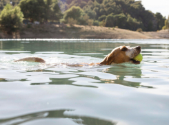 Логвиненко объяснил, почему в Ростове открылись только три пляжа вместо четырех 