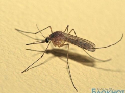 Житель Ростовской области заразился лихорадкой Западного Нила от укуса комара