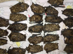 В Батайске неизвестные выбросили из окна многоэтажки стаю спящих летучих мышей