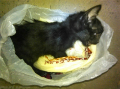 Наказать живодерку на белой «Камри» потребовали жители Ростова