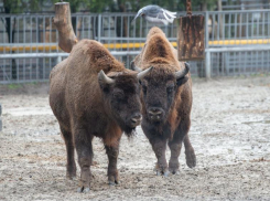 Ростовский зоопарк перевел теплолюбивых животных в зимние вольеры