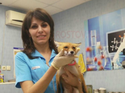 Умирающего лисенка, попавшего лапкой в капкан, спасли под Ростовом