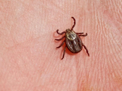 В Ростовской области еще два человека заразились крымской геморрагической лихорадкой