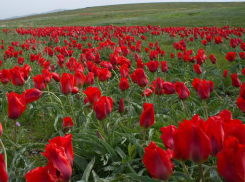 Прекрасные и дикие тюльпаны Биберштейна восхитили жителей Ростовской области