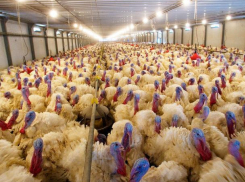 Перезапуск производства «Евродона» обойдется в 8 млрд рублей