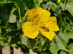 Лунный календарь садовода и огородника с 27 июля по 2 августа