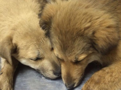 Предсмертные мучения собаки и щенков, отравленных ростовскими догхантерами, сняла гендиректор на даче