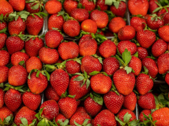 Специалисты рассказали ростовчанам об обязательных огородных работах в августе