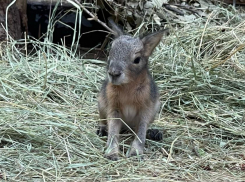 В зоопарке Ростова-на-Дону на свет появились два детеныша патагонских мар