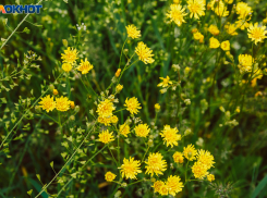 В Ростове ожидается ясная погода 23 апреля