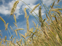 Тепло и малооблачно: рассказываем о погоде в Ростове в четверг, 18 июля 