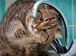 В Ростове на Западном отключат воду на сутки 9 августа 