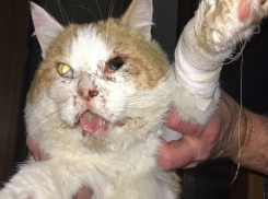 Беременную кошку и собаку расстреляли в Ростовской области на глазах семилетней девочки