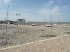 Мешки бюджетных денег закопали в землю вместе с засохшими саженцами на новой набережной в Ростове