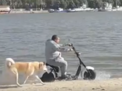 Креативная утренняя прогулка безмятежно счастливого собачника на левом берегу Дона попала на видео в Ростове