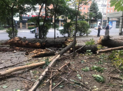 В Ростове на проспекте Ворошиловском рухнуло дерево